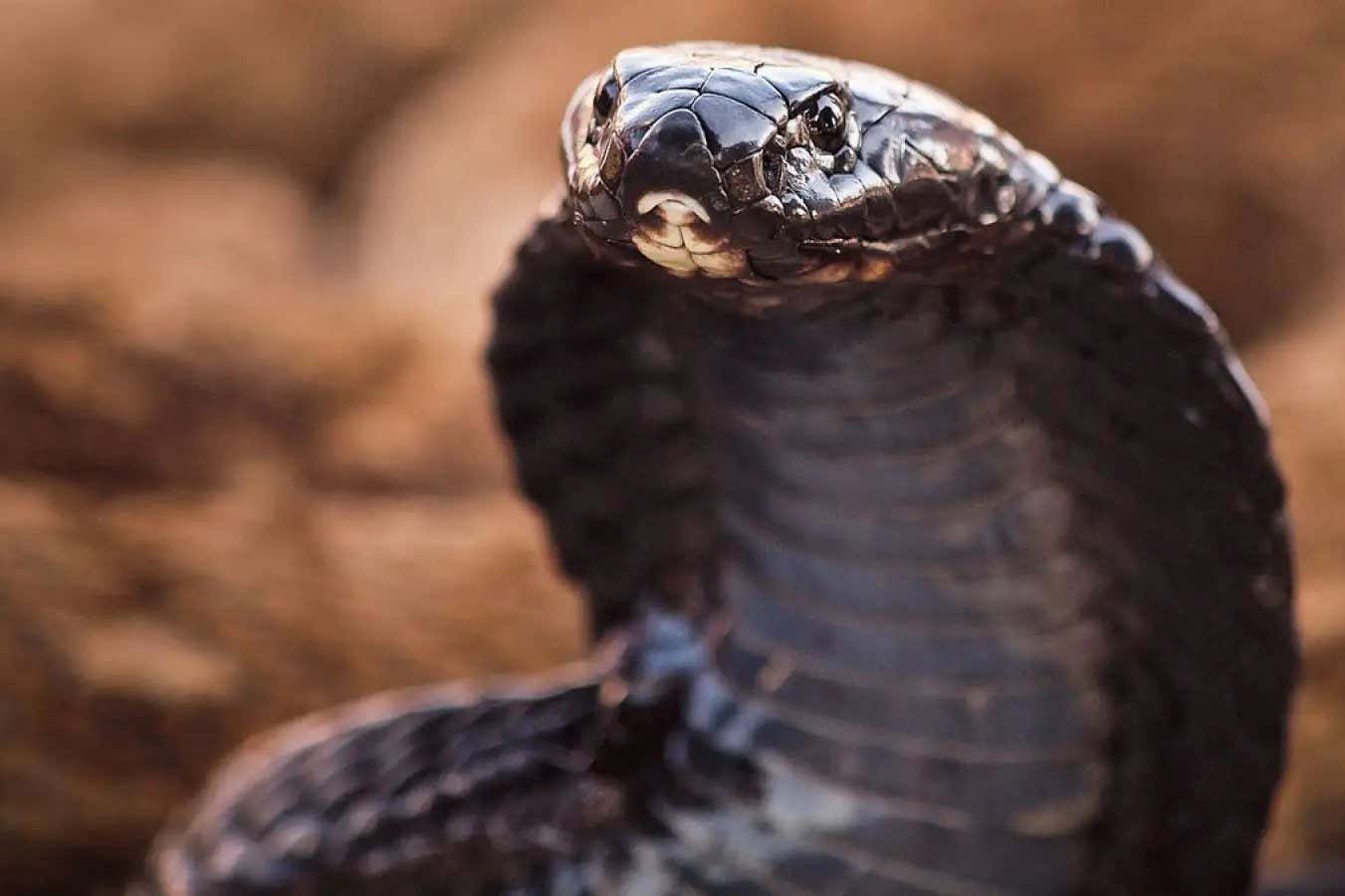 A black-necked spitting cobra (Naja nigricollis)