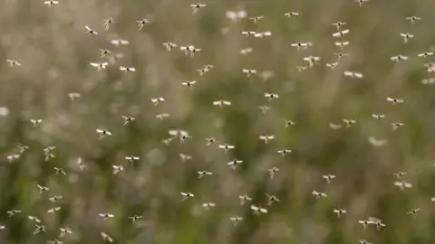 Getty Images A swarm of mosquitoes