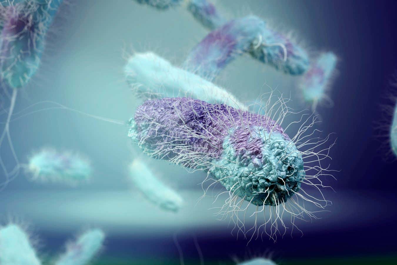 Shewanella oneidensis bacteria. Computer illustration of Shewanella oneidensis metal-reducing bacteria. This extremophile bacteria is able to convert toxic metals and compounds, such as uranium, chromium and technetium, into water-insoluble forms. This ability could one day be used to clean contaminated ground-water.