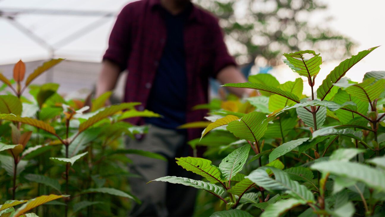 A farmer tends to indoor kratom leaves