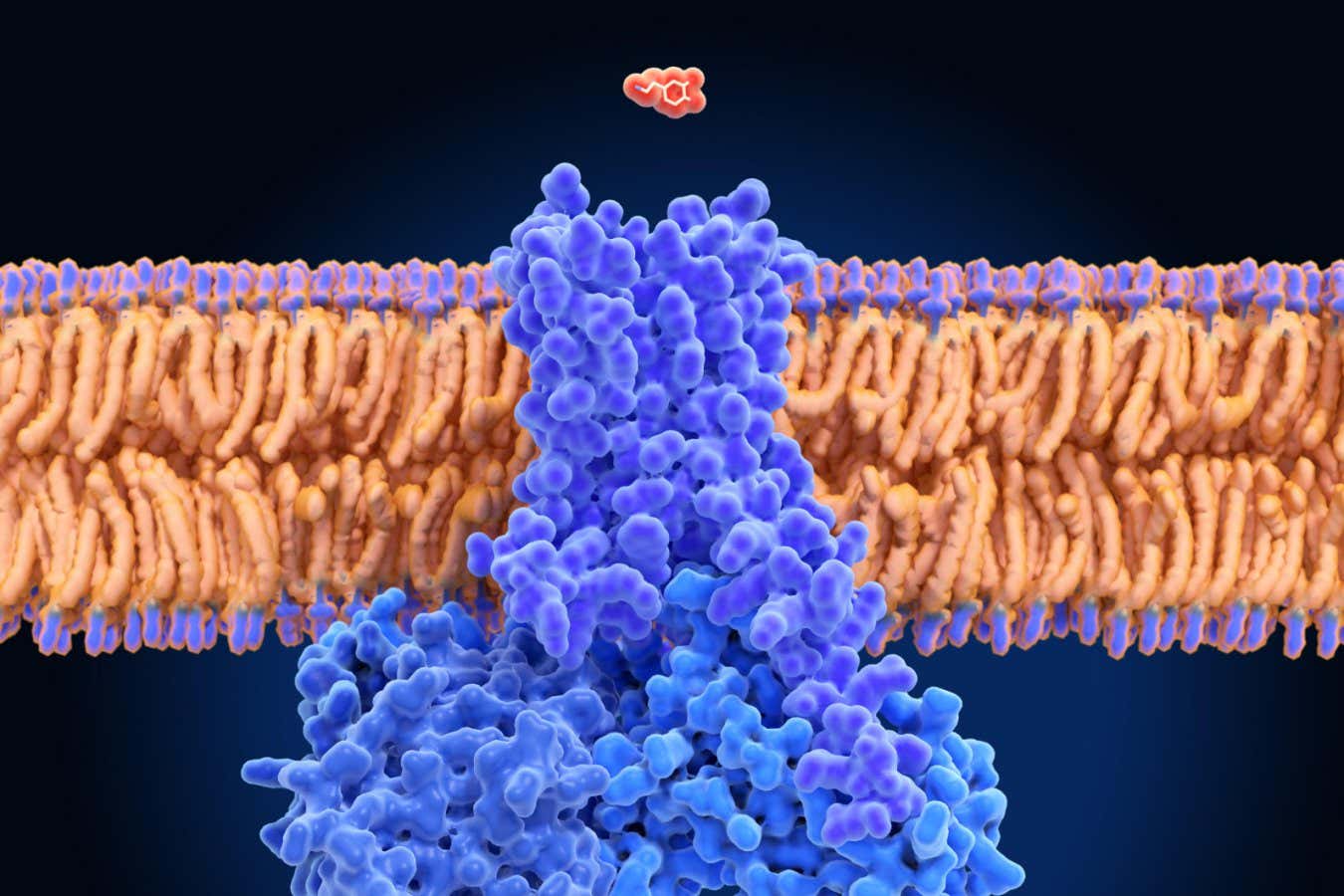 The hormone and neurotransmitter dopamine interacting with its receptor