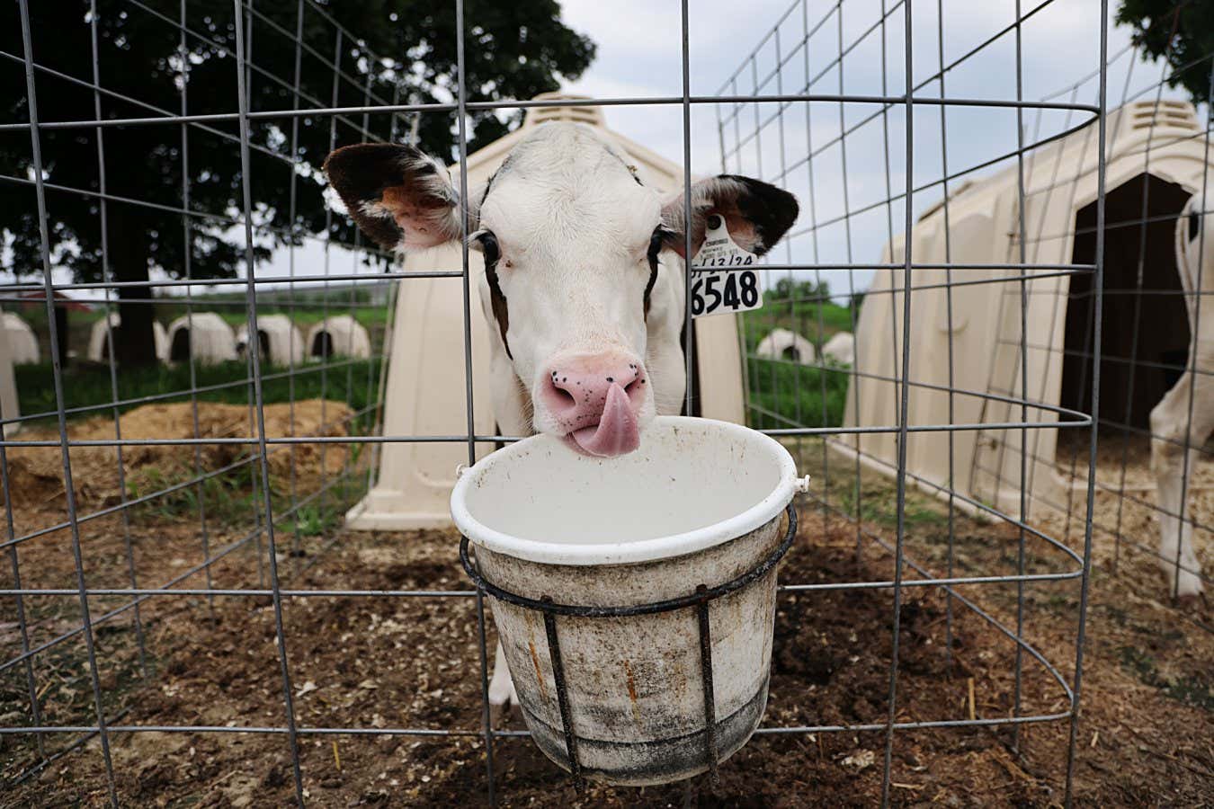 Woodstock, CT - July 9: A young cow at Fairvue Farms. (Photo by Suzanne Kreiter/The Boston Globe via Getty Images)