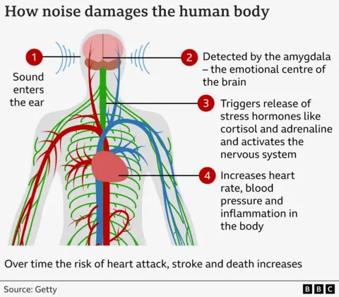 A diagram of a human body showing (1) sound entering the ear, (2) it being detected by the amygdala - the emotional centre of the brain, (3) the nervous being activated and the release of stress hormones like cortisol and adrenaline and (4) heart rate being increased, as well as blood pressure and inflammation in the body