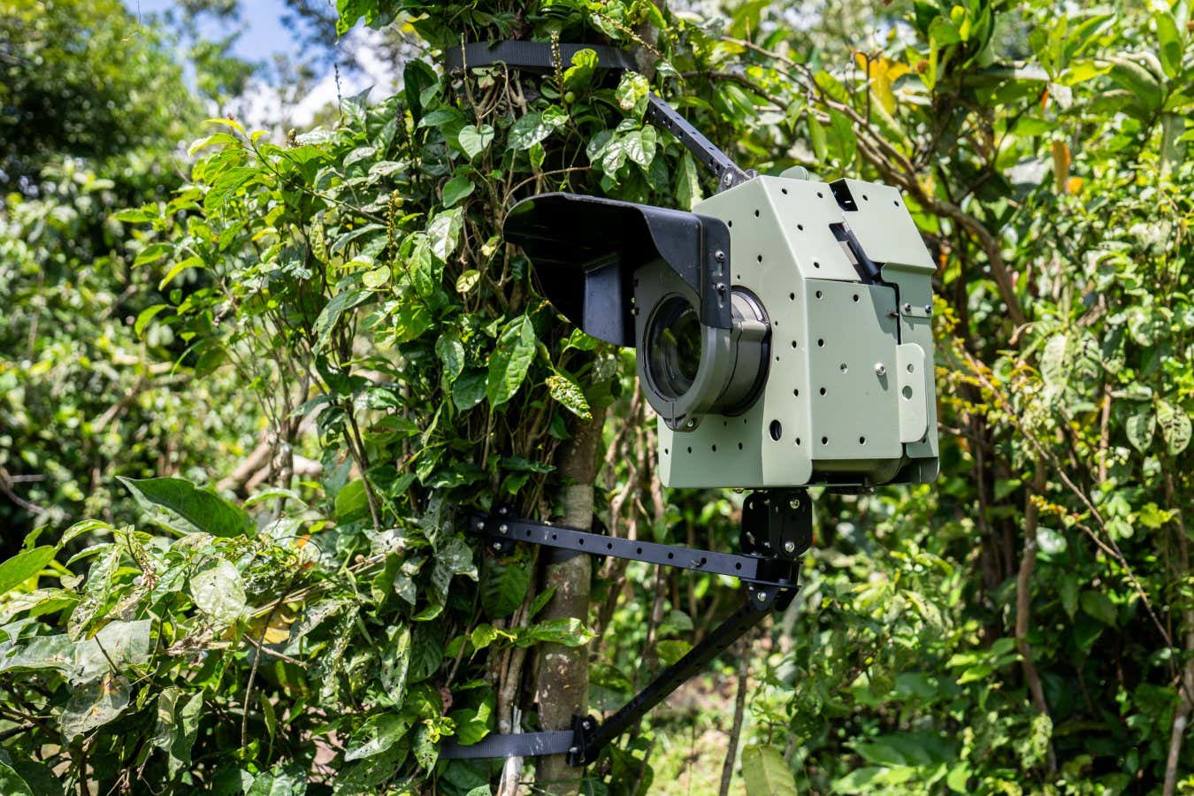 camtraptions-camera-trap Will Burrard-Lucas
