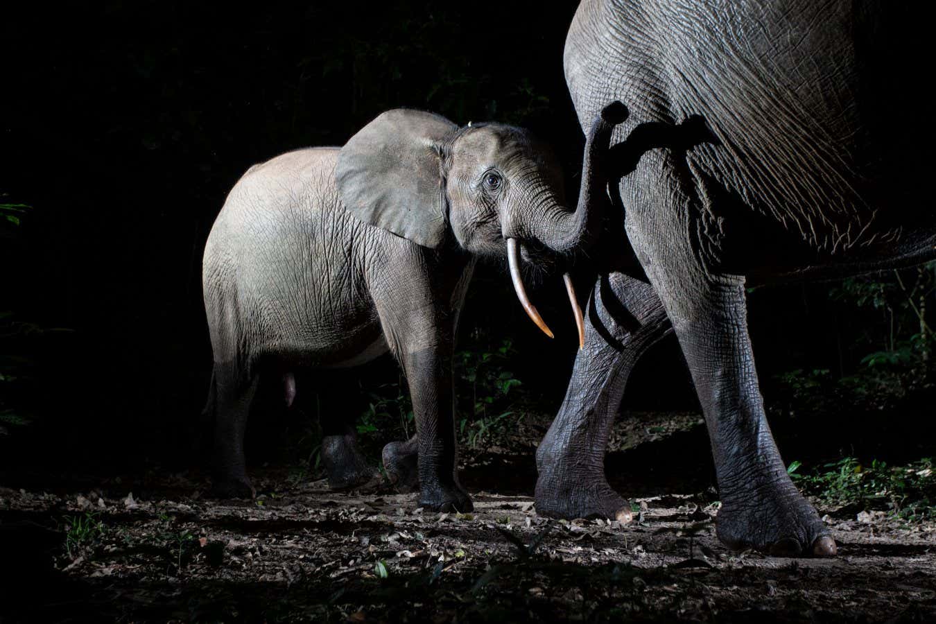 Will Burrard-Lucas Forest elephant