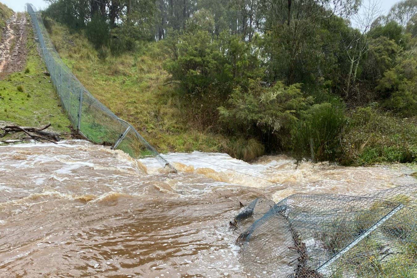 New South Wales NSW Wildlife floods.
