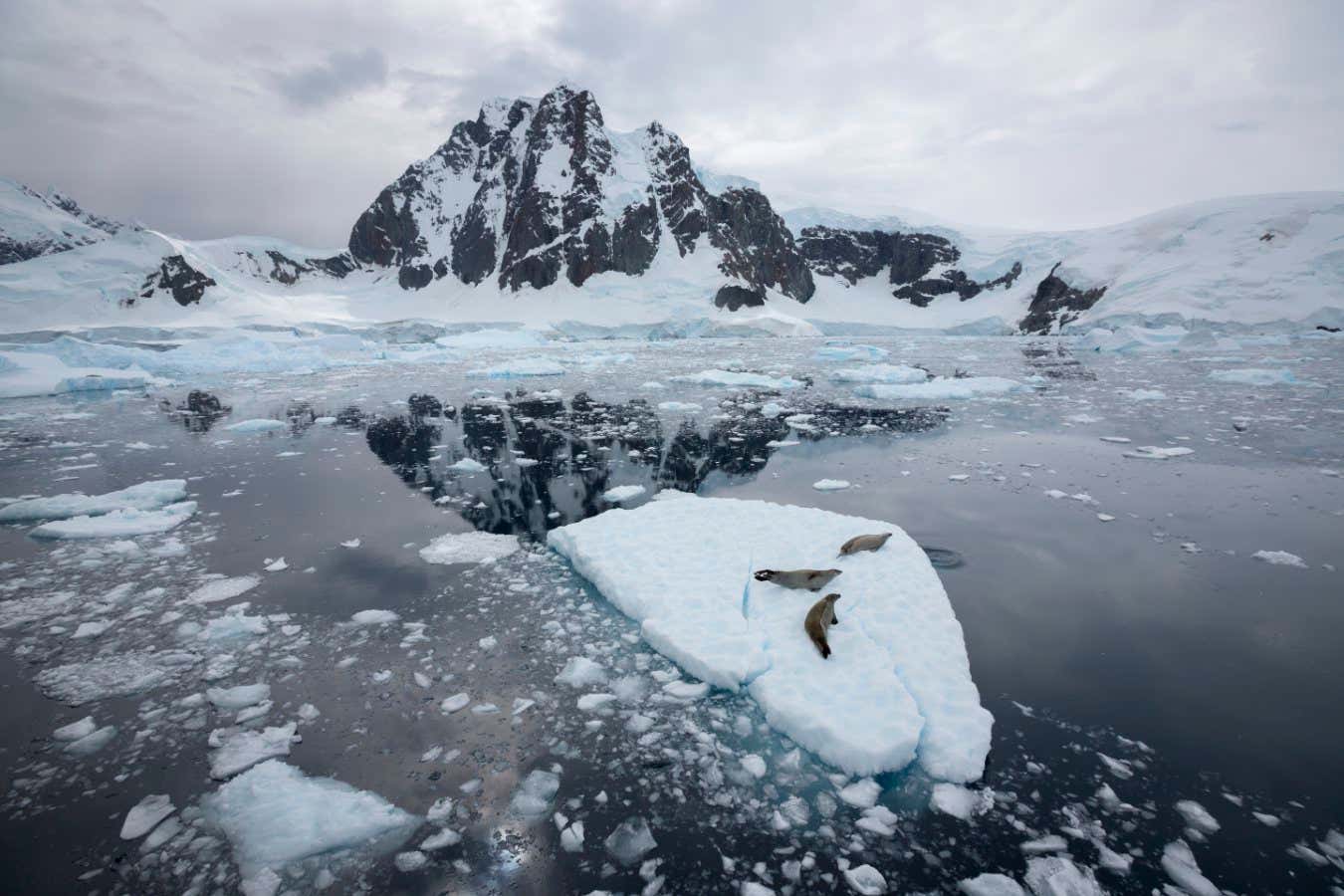 Sue Flood - Crabeater Seals Southern Ocean, Antarctic peninsula Quite simply, the polar regions are among the most awe-inspiring and extraordinary wildernesses on our planet. For almost thirty years, I have been privileged to explore both the Arctic and Antarctic, and I am forever humbled by their scale, and their remarkable inhabitants?wildlife perfectly adapted to these seemingly inhospitable environments. As Sir David Attenborough once said: