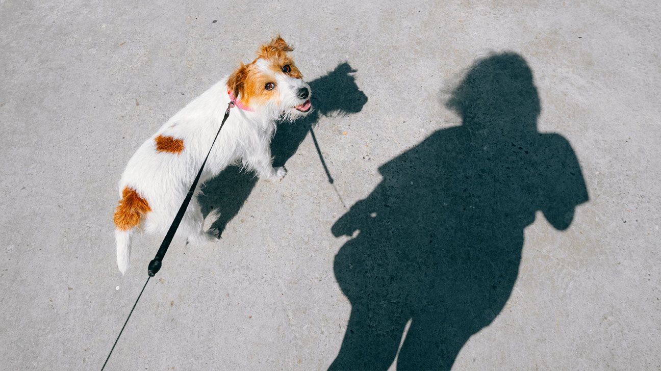 Shadow of a person walking their dog