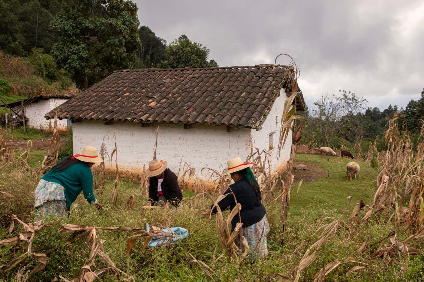 Guatemala - Tabil - Maya ladies collect corn, an essential crop that is also part of their traditional cultural heritage. Corn is used to make tortilla, served at each meal, but also soups.