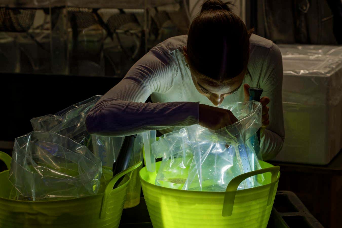 A Jellyfish Farm employee checks jellyfish taken from the tanks, which are then packed in plastic bags for transport to customers. Jellyfish Farm, Europe's largest jellyfish farm, K?nzell, Germany.