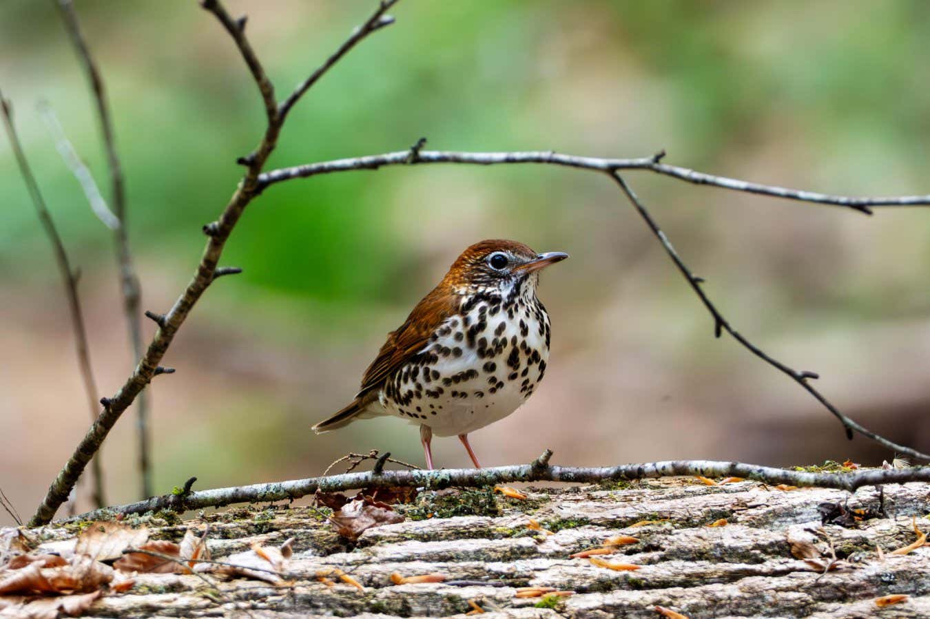 A wood thrush on the forest floor of Conkles Hollow, Hocking Hills, Ohio, USA