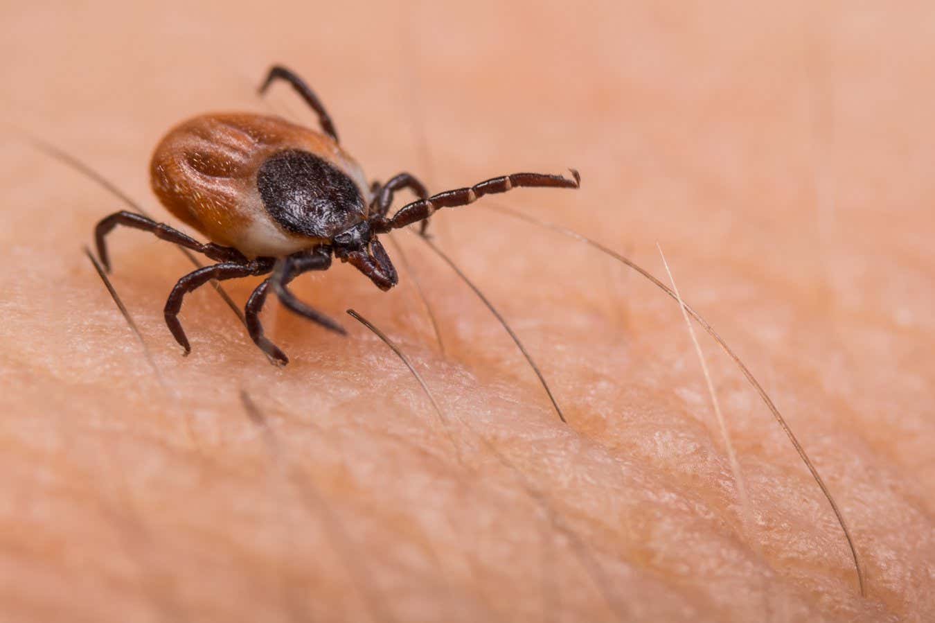 Crawling deer tick on human skin