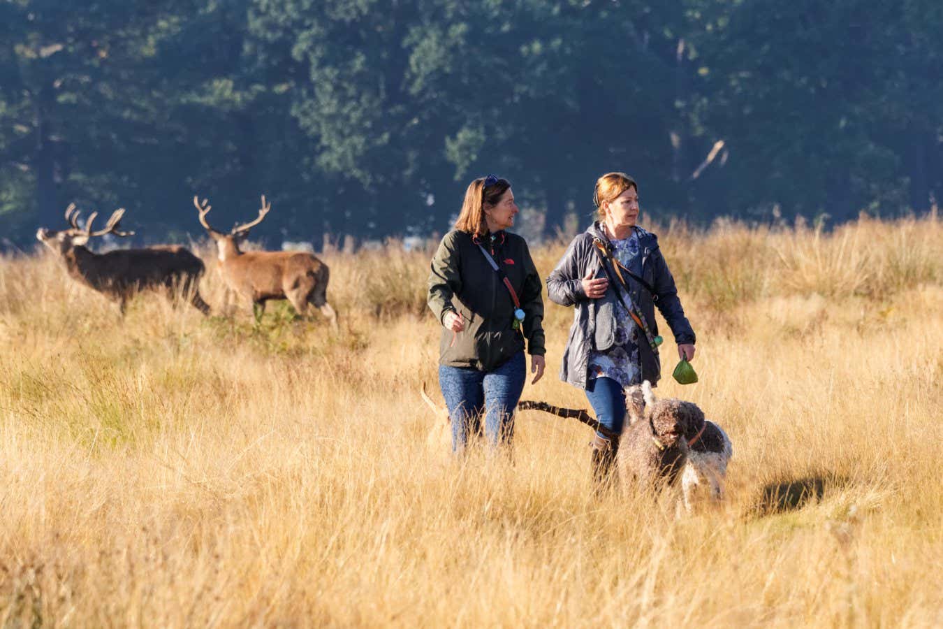 Dog walkers enjoying sunny morning in Richmond Park