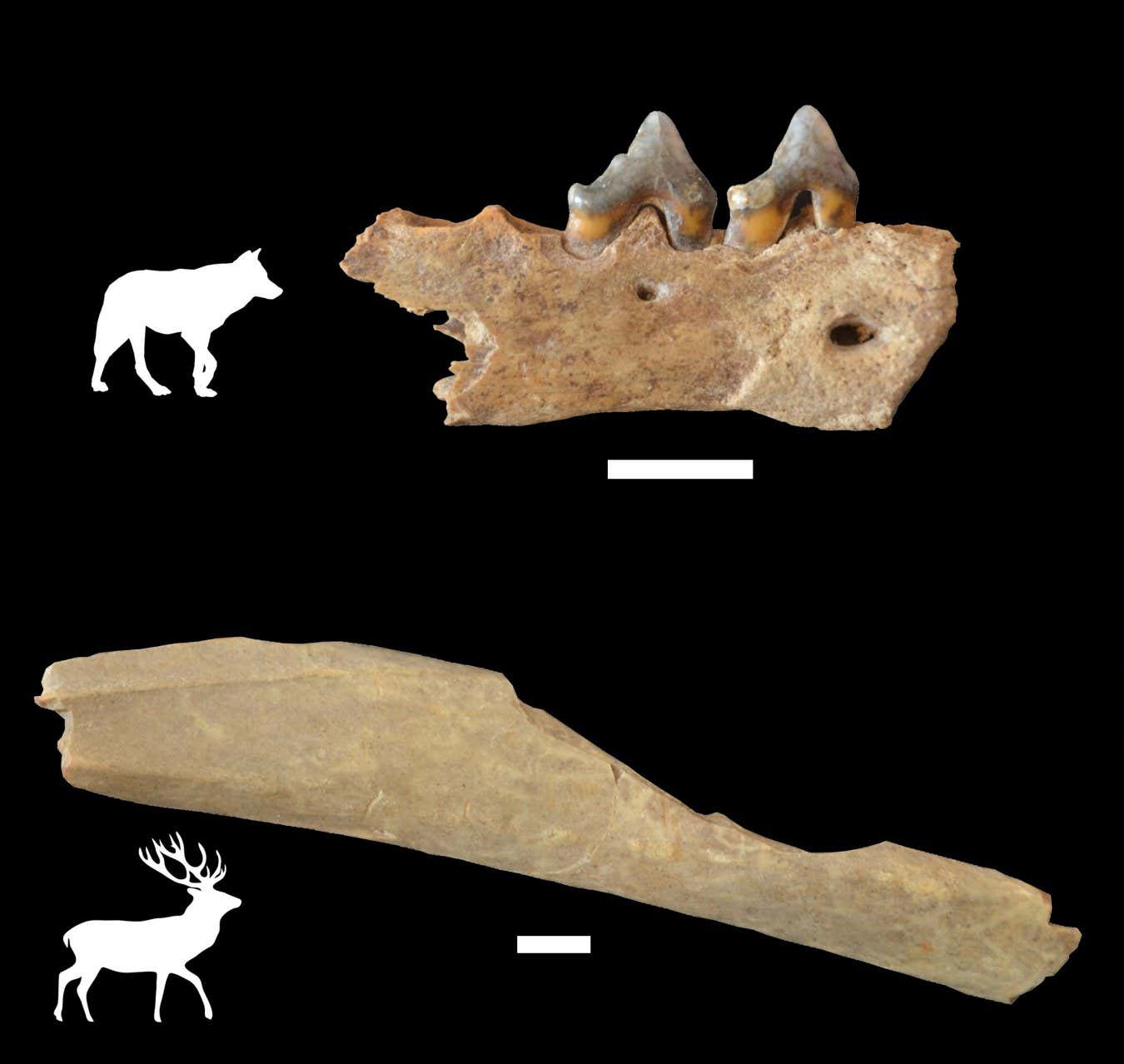 Wolf and deer bones from Ilsenhöhle cave in Germany show that early Homo sapiens in Europe butchered these animals
