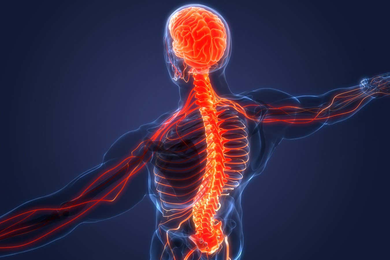 Central Organ of Human Nervous System Brain Anatomy. 3D; Shutterstock ID 1928010098; purchase_order: -; job: -; client: -; other: -