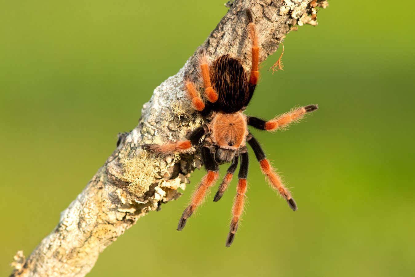 Brachypelma smithi is a species of spider in the family Theraphosidae (tarantulas) native to Mexico. Mexican redknee tarantulas are a popular choice as pets among tarantula keepers; Shutterstock ID 2010699254; purchase_order: -; job: -; client: -; other: -