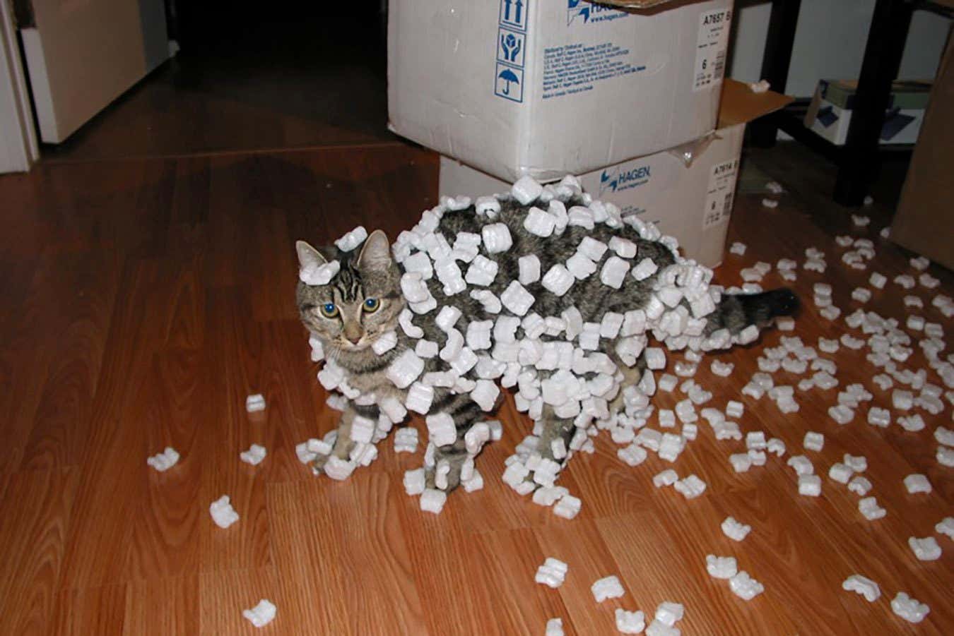 This file represents a cat with Styrofoam peanuts