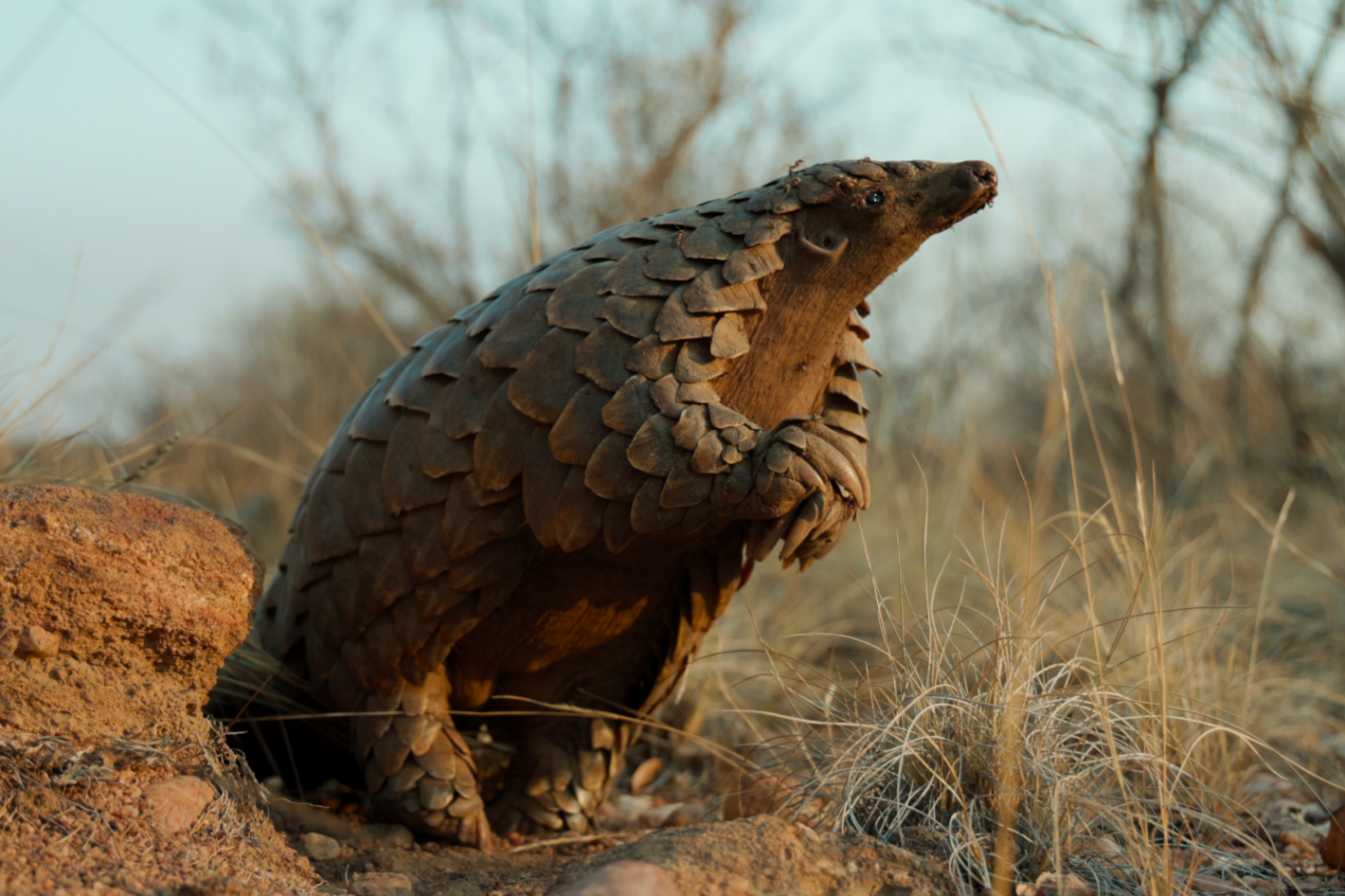 Pangolin: Kulu’s Journey