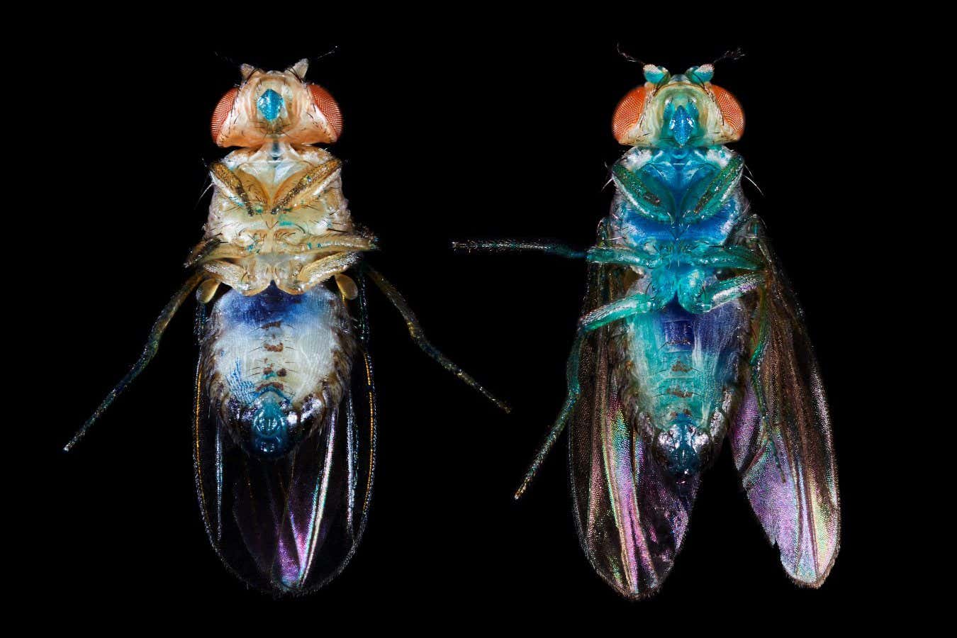 Drosophila melanogaster Ageing as a two-phase process: theoretical framework (see link)