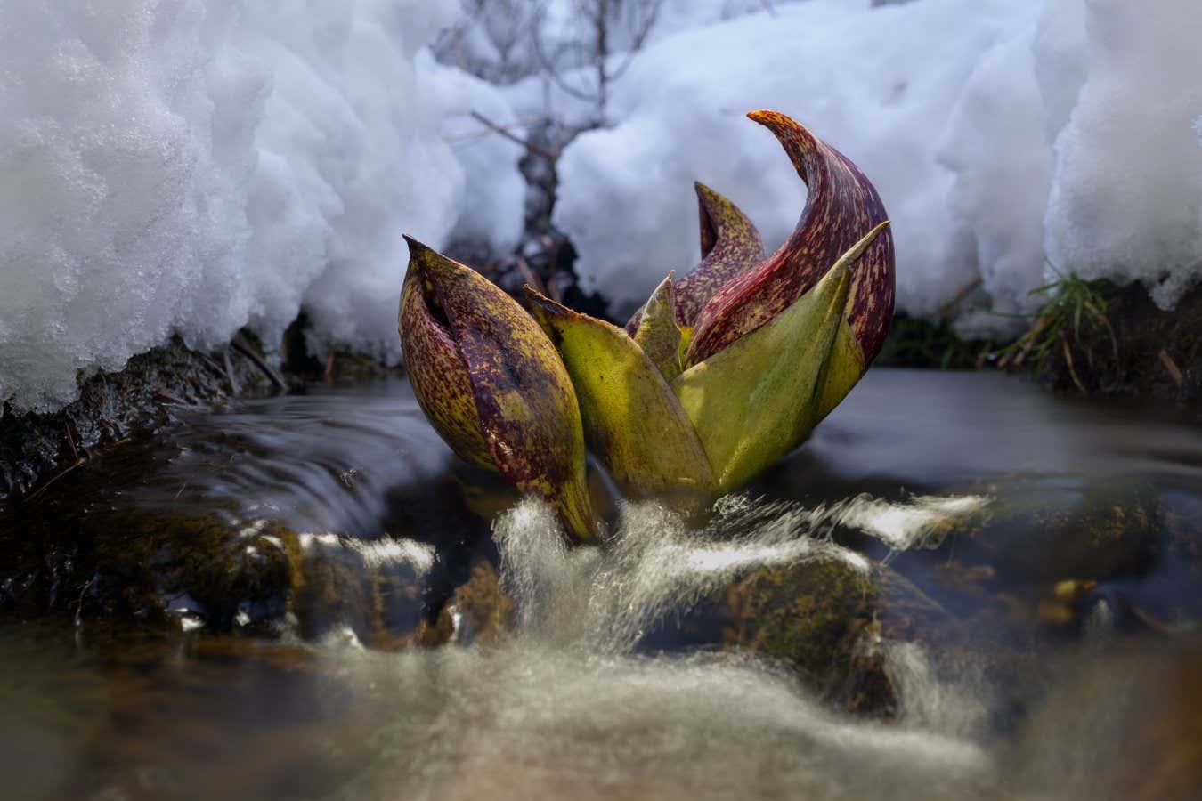 Early Bloomer by Ellen Woods