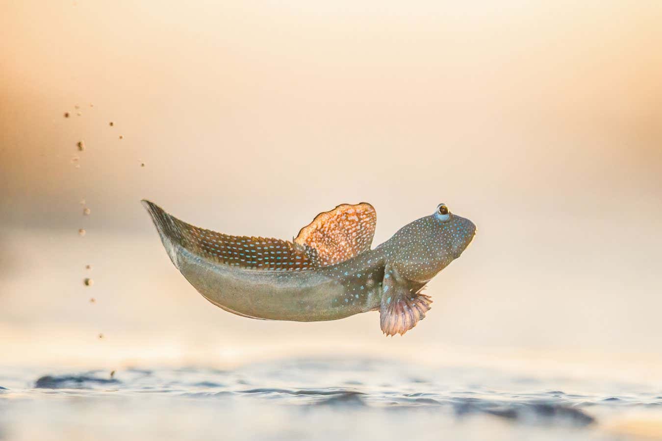 Puddle Jumper by Georgina Steytler