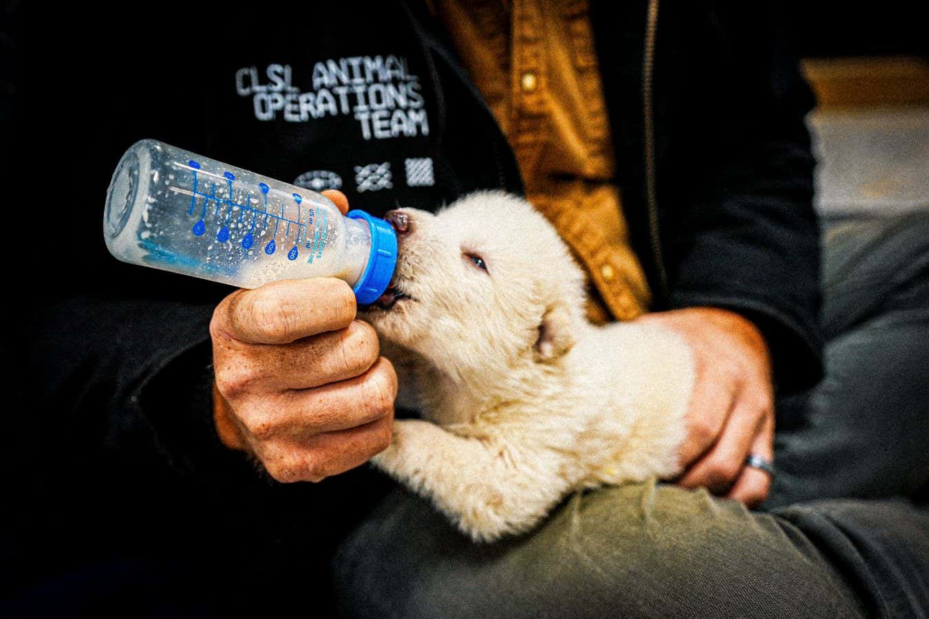 A 15 day-old gene-edited