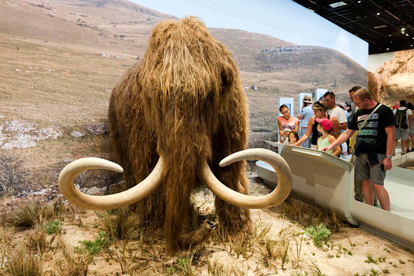 A model of woolly mammoth, exhibited in France. Large herbivores have an immense ecological impact
