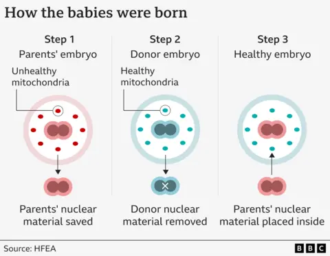 Graphic showing a red circular representation of an embryo with unhealthy, oval, mitochondria inside that has the nuclear material - a joined pair of circles - removed. The next step is blue representing a healthy donor with healthy mitochondria and their nuclear material is also removed. Step three shows the nuclear material removed in step 1 being placed inside the healthy embryo