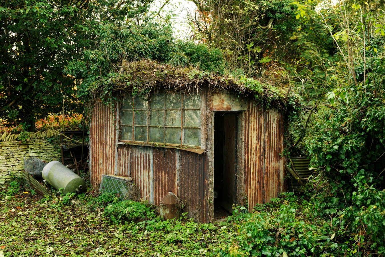 A corrugated metal shed in an overgrown garden