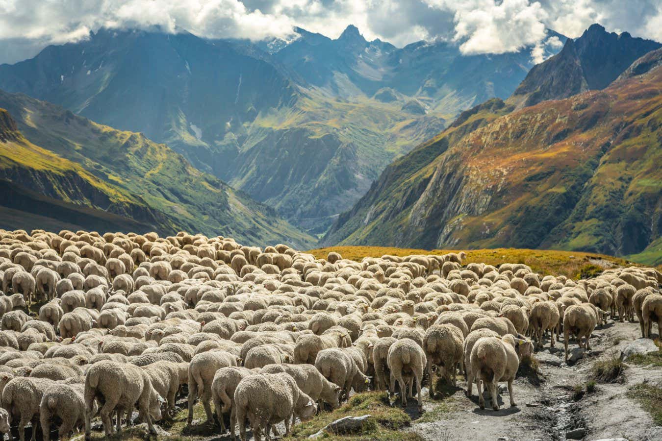 2K6ERBY Flock of sheeps moving down the valley, French Alps, border with Switzerland