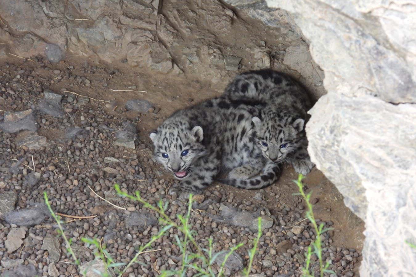 Two of five snow leopard cubs recently photographed in Mongolia