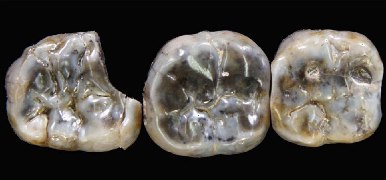 Nature, doi:10.1038/s41586-025-09390-4 Fig. 3 | LD 760 molars compared to A. afarensis. Left molars from Ledi-Geraru specimen LD 760 (left) and Hadar specimen A.L. 400-1 (right). Measurements in mm of the LD 760 molars (BL???MD): LM1 : 13.3???13.4, LM2 : 14.5???14.6, LM3 : 14.0 (estimated)???15.7, RM1 : 13.2???13.1, RM2 : 14.8???15.2 (Supplementary Data 1). Specimens are oriented with their buccal surfaces to the left and mesial surfaces up.