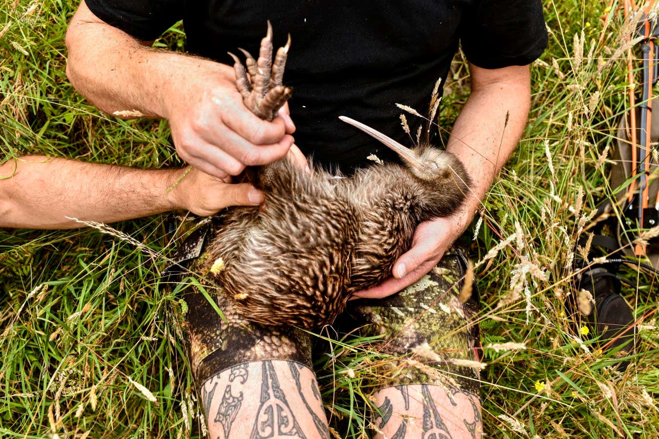 Field specialists from The Capital Kiwi Project inspect kiwi recently released into the hills around Wellington. Kiwi have not roamed these hills for many generations. Predation from introduced predators, primarily stoats, have devastated kiwi populations throughout New Zealand. After the laying of 4,561 traps over 23,455 hectares, and years of work, on 19 November 2022, 11 kiwi were released into the wild on the south coast of Wellington. These inspections are the first since their release.