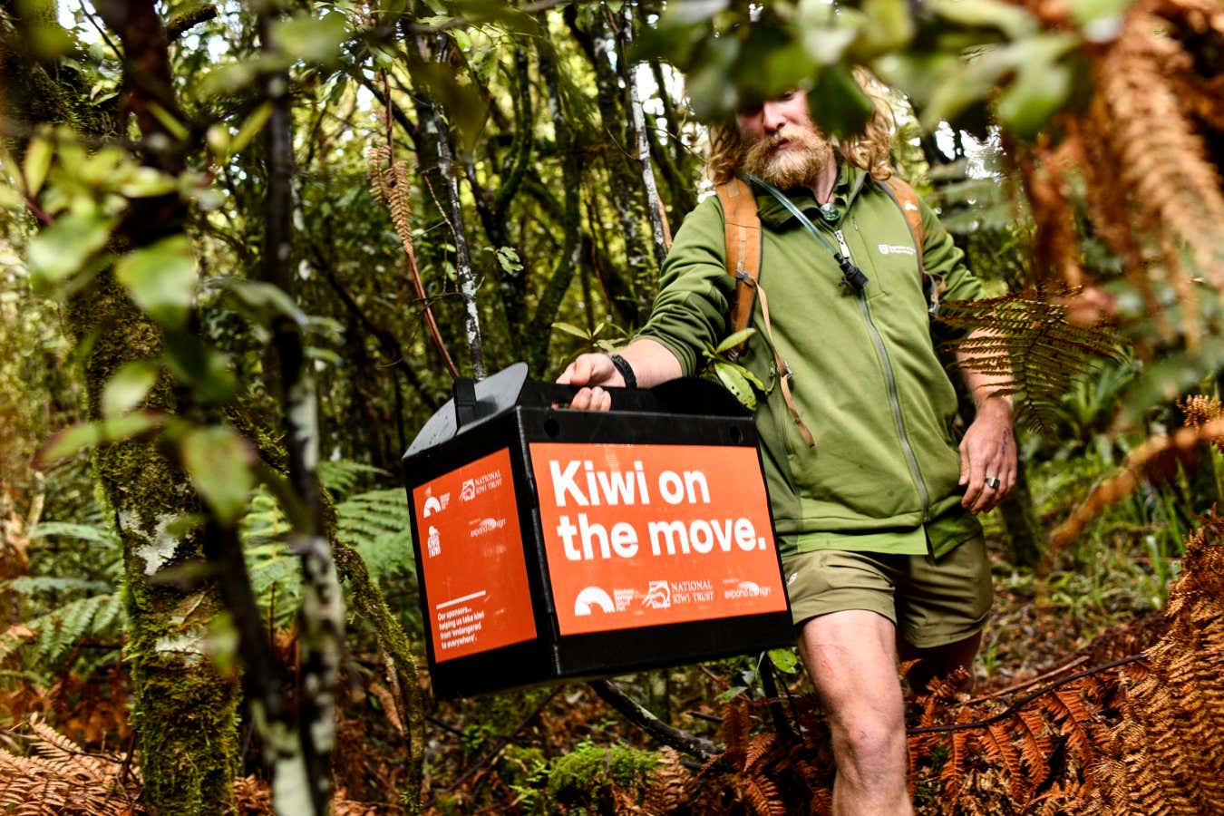Steven Cox, 27, is a Biodiversity Ranger for New Zealand's Department of Conservation in the Tongariro District in the central north island. The Biodiversity Team members control pest species and manage threatened indigenous species, including the North Island Brown Kiwi. Much of Steven's job involves trapping non-native predators. On this day he is releasing young kiwi. The Tongariro Forrest Kiwi Sanctuary is bordered by the Whakapapa and the Whanganui Rivers. The Department of Conservation led research site has been tasked to establish the minimum effective application amount and frequency of 1080 for North Island Brown Kiwi survival. 1080 is a toxic bate that targets rats and possums. It is aerially applied across Tongariro Forrest as a method to increase kiwi chick survival. Stoats, the main predator of kiwi chics, ingest the 1080 toxin through rats. In addition to the poison, ferret traps are laid to protect adult kiwi survival. According to the Tongariro Forrest Kiwi Sanctuary 2021/22 Annual Report, without management, the kiwi population would be locally extinct in 15 - 20 years.