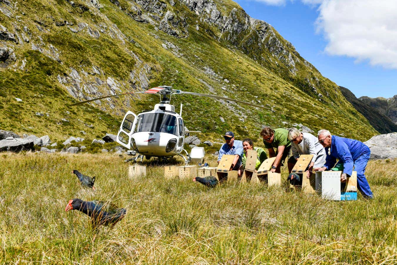 Department of Conservation staff and local Iwi elders representing 'Ngai Tahu Whanau Whanui Ki Murihiku' release 10 takahe birds, who have been bred at The Burwood Takahe Breeding Centre, or come from sanctuaries, into Top McKenzie in the Murchison Mountains. They join a resident population of 220-240 birds in the Murchison Mountains. Until 1948 takahe were thought to be extinct. When they were rediscovered in the Murchison Mountains, it is estimated that there were less than 200 birds left. The Burwood Takahe Breeding Centre was purpose built in 1985 as an incubation and hand rearing facility. They have successfully raised and released hundreds of takahe. Continued predation, especially by stoats, means that without the continued breed and release program, takahe would soon become extinct in the wild on mainland New Zealand. The long-term goal of The Burwood Takahe Breeding Centre is to establish permanent and sustainable takahe populations on the New Zealand mainland.