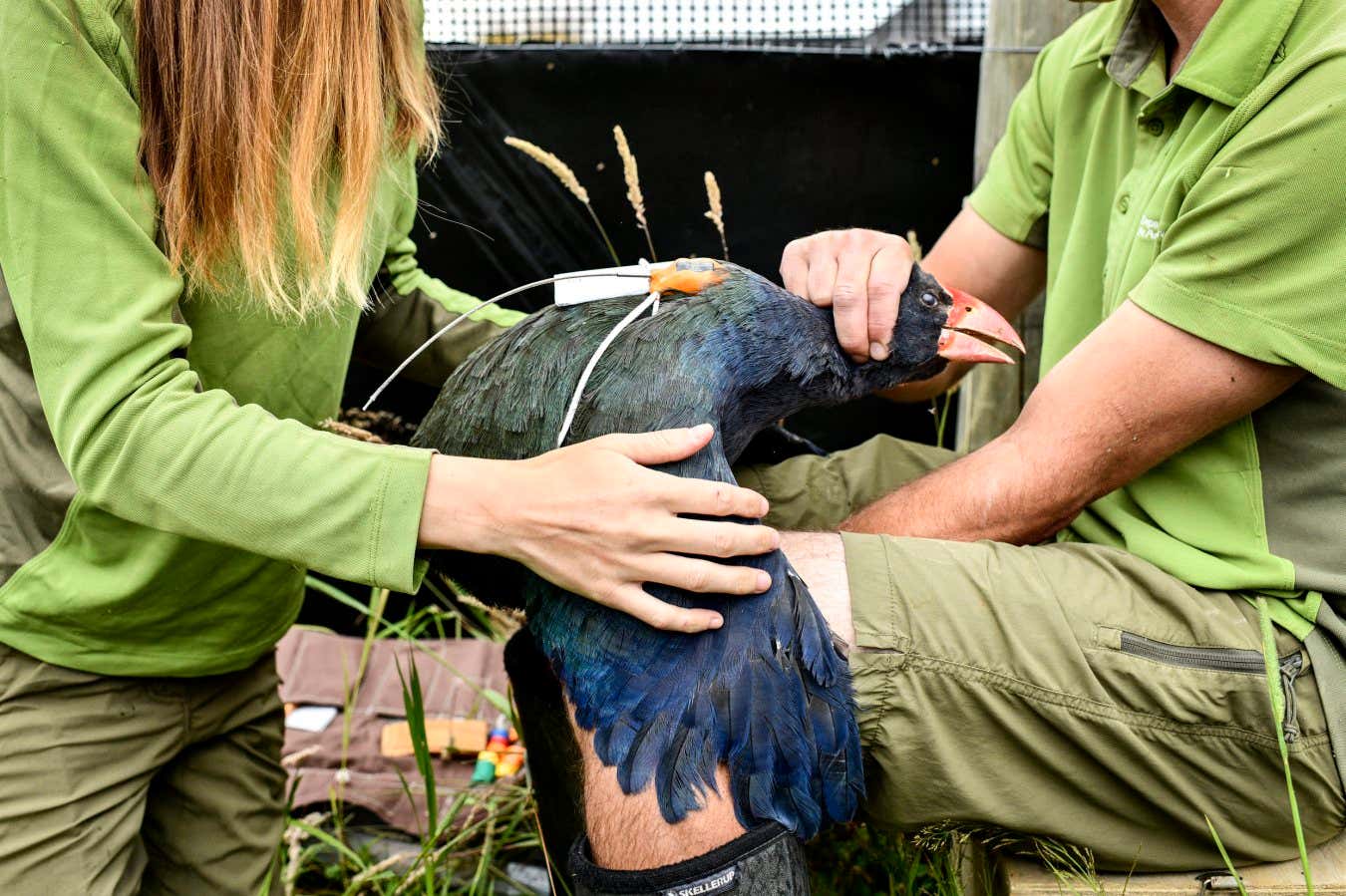 Department of Conservation staff perform a final health check and attach transmitters on to the backs of takahe before releasing them into the wild. These 10 birds, who have been bred at The Burwood Takahe Breeding Centre, or come from sanctuaries, will be joining a resident population of 220-240 birds in the Murchison Mountains in Fiordland National Park. Until 1948 takahe were thought to be extinct. When they were rediscovered in the Murchison Mountains, it is estimated that there were less than 200 birds left.