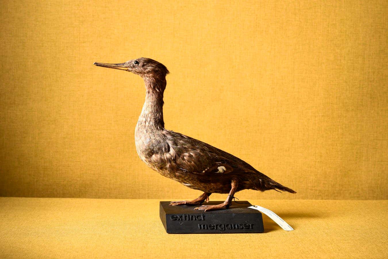 A stuffed Auckland Island merganser (Mergus australis). This waterfowl was a capable diver that chased fish. It became extinct due to human hunting, possible predation by Pacific rats, and predation by Norway rats, dogs, cats and pigs. The last live record of the bird was on 09 January 1902. Many of New Zealand's native animals have been lost since people arrived. Over a period of 750 years New Zealand's vertebrate fauna has been nearly halved, and there have been uncounted losses of populations and species of invertebrates.