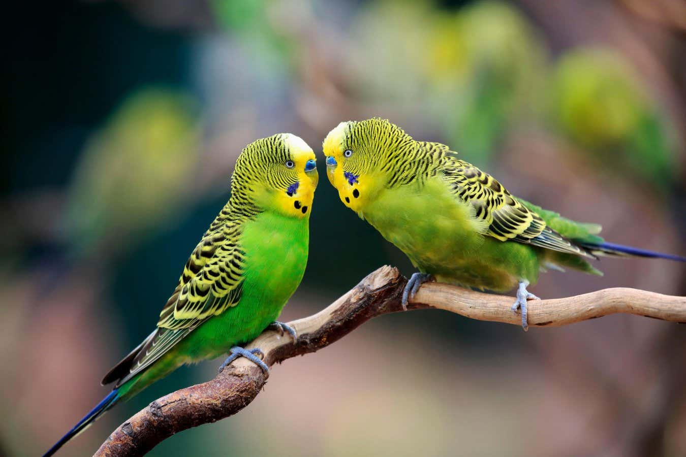 Two adult male budgerigars