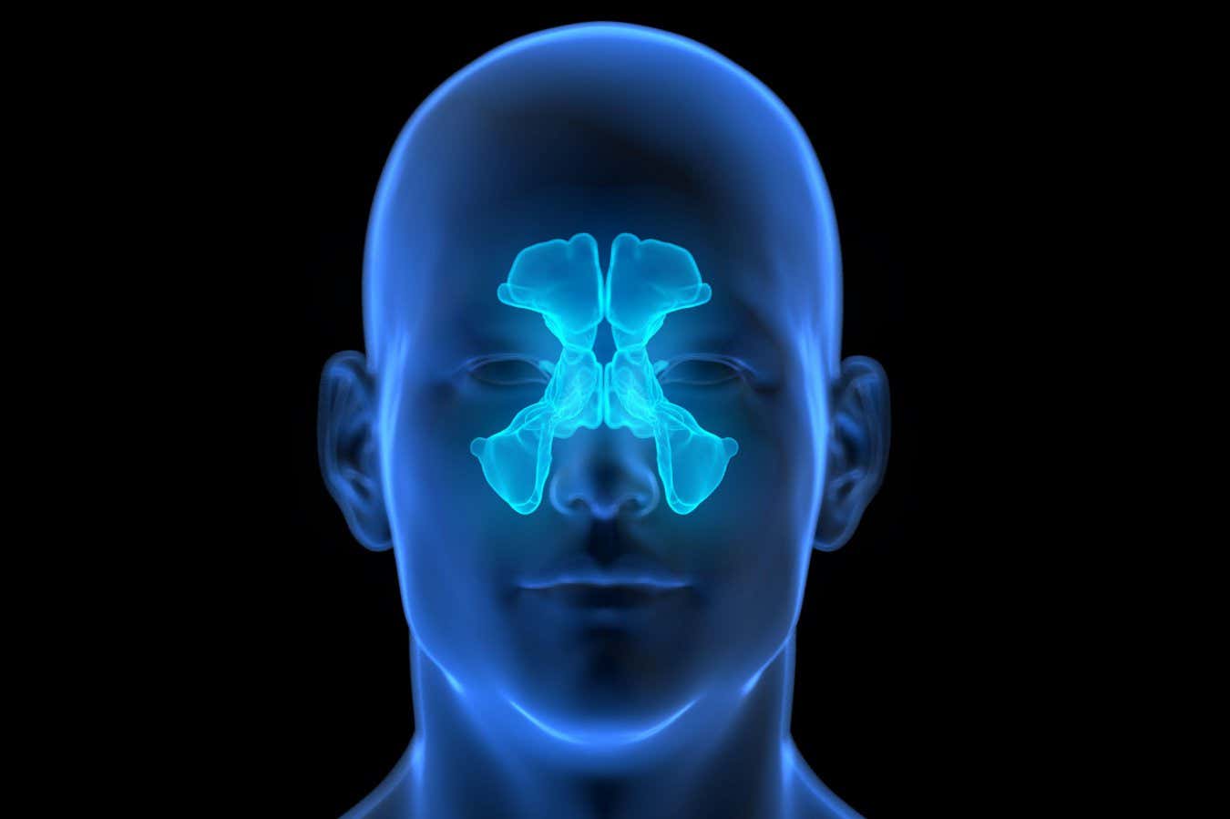 The sinuses