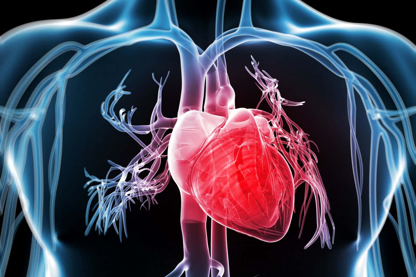 3d rendered illustration of the human vascular system