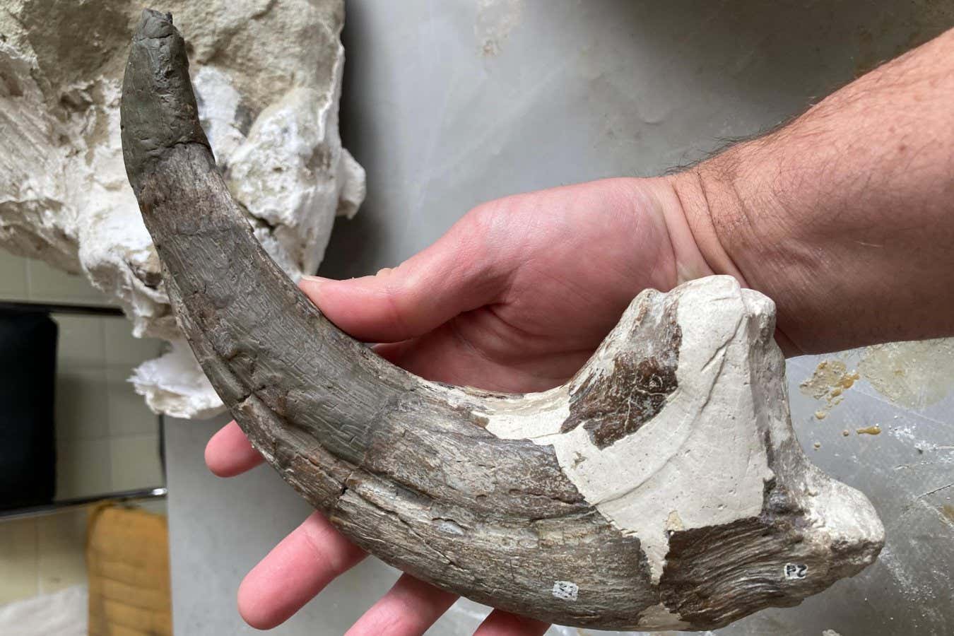 The dinosaur's thumb claw