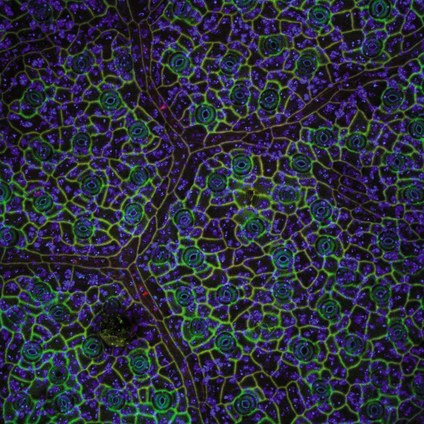 theobroma cacao Page 233