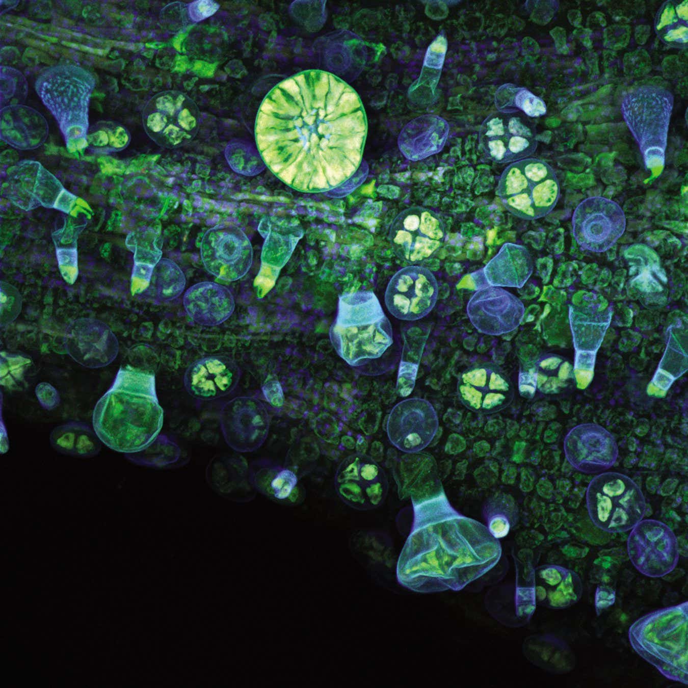 justicia pectoralis P137