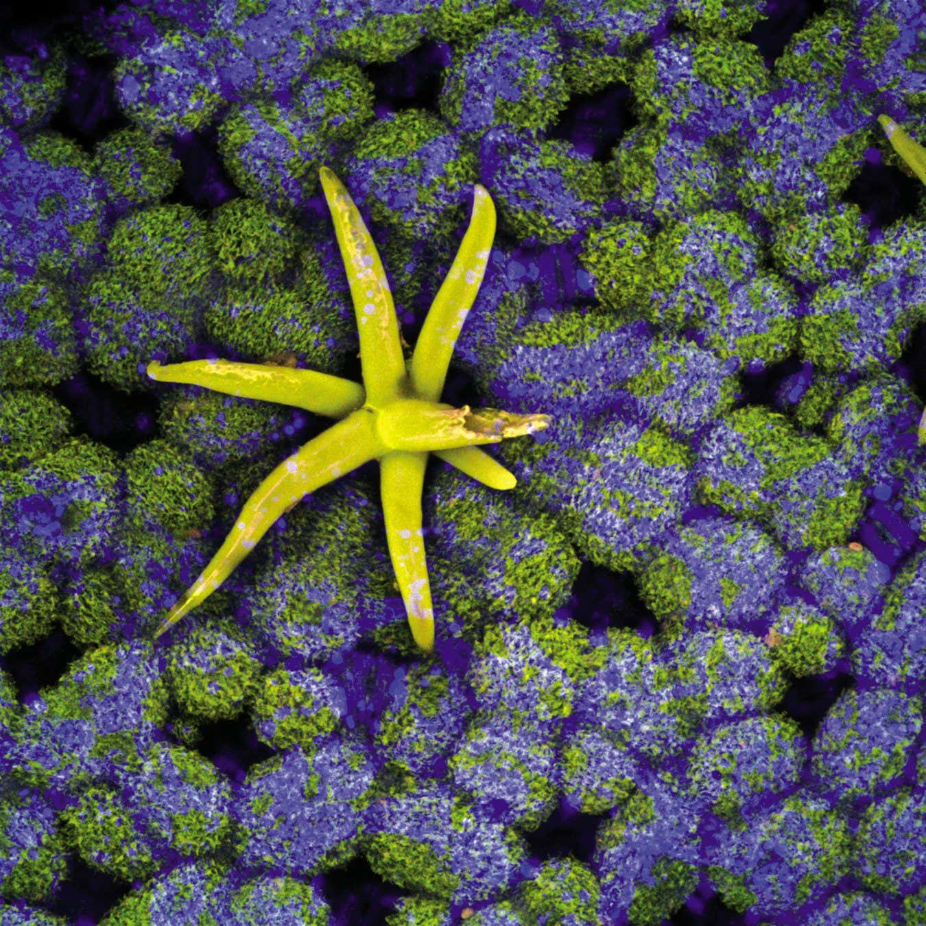 virola theiodora Page 244