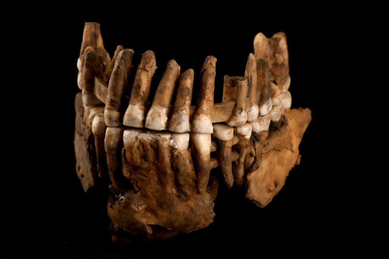 Thorin maxillar. Photos Xavier Muth