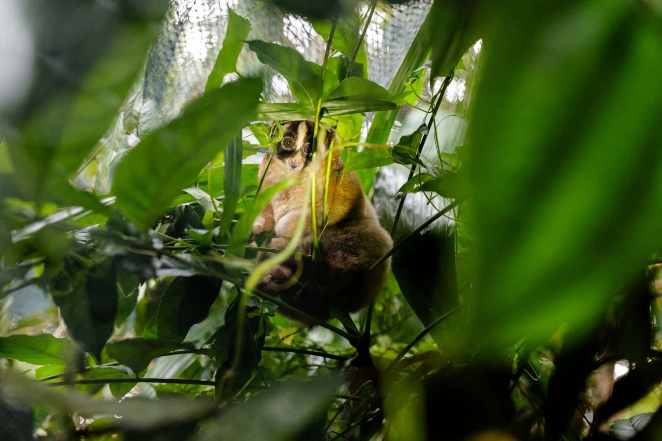A Javan slow loris is seen during the habituation process at Ujung Kulon National Park in Indonesia's Banten province on August 14, 2025.