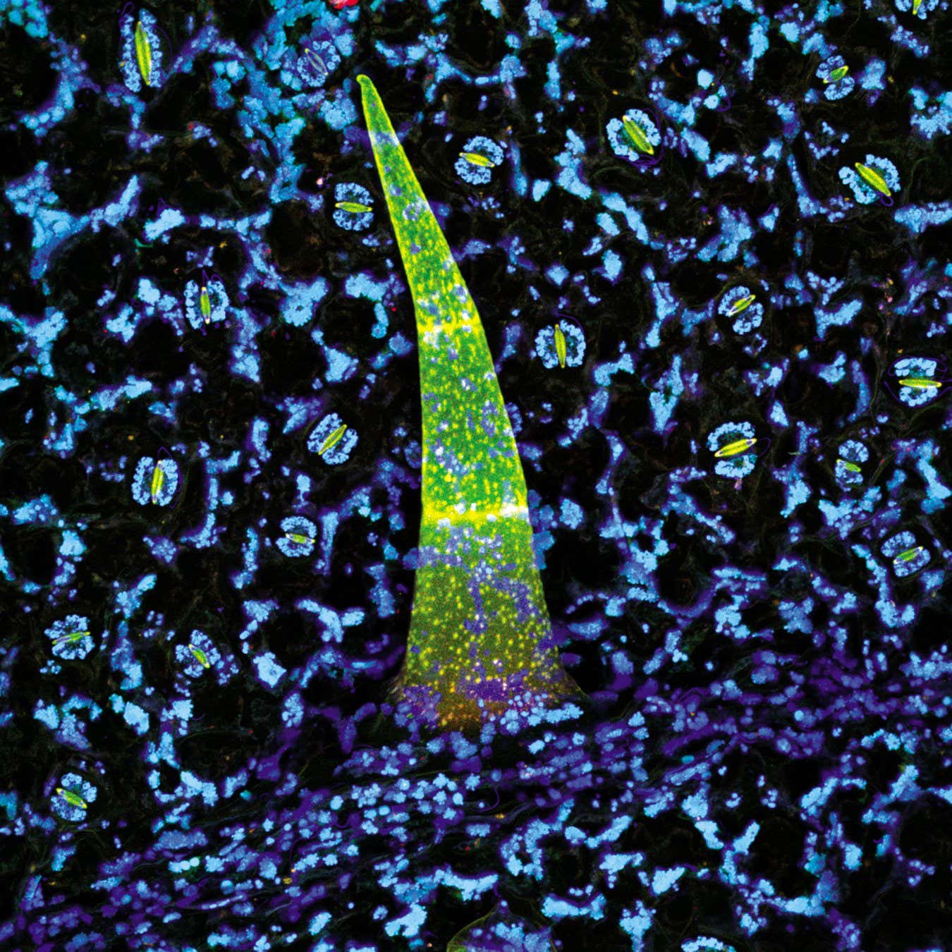 brugmansia suaveolens Page 91