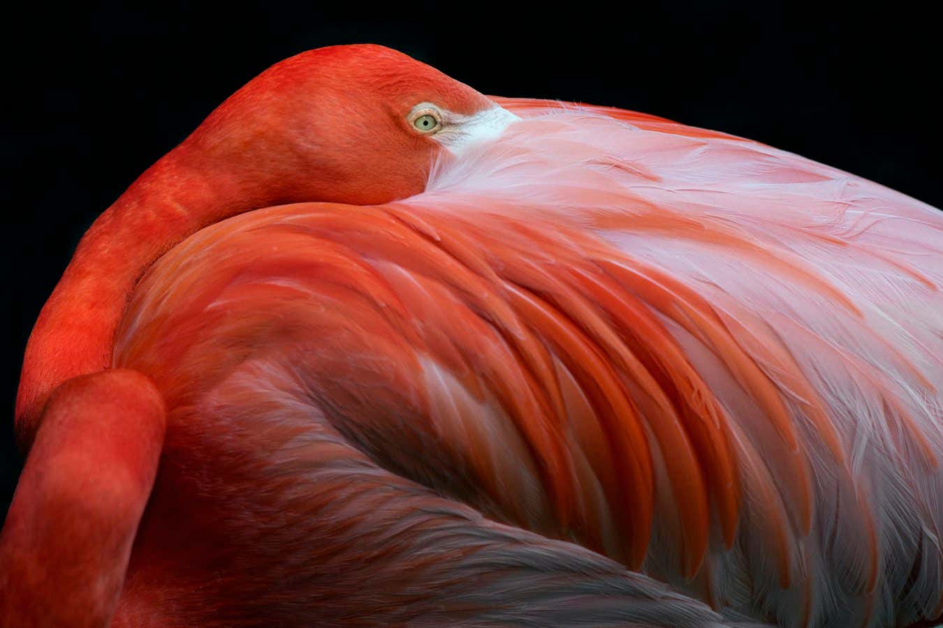 Pg. 89, Robert Clark, Flamingo