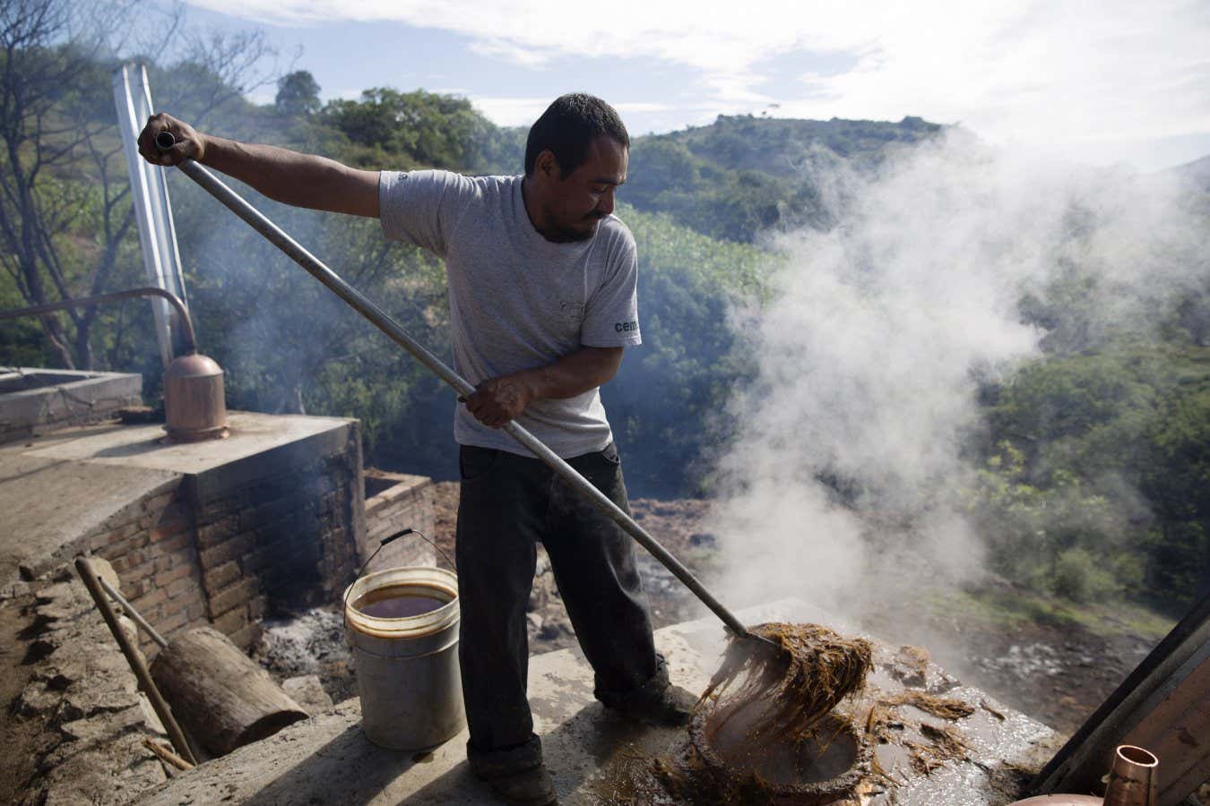 Pulp residue from the agave plant, used to make tequila, can be turned into useful ingredients thanks to new fermentations