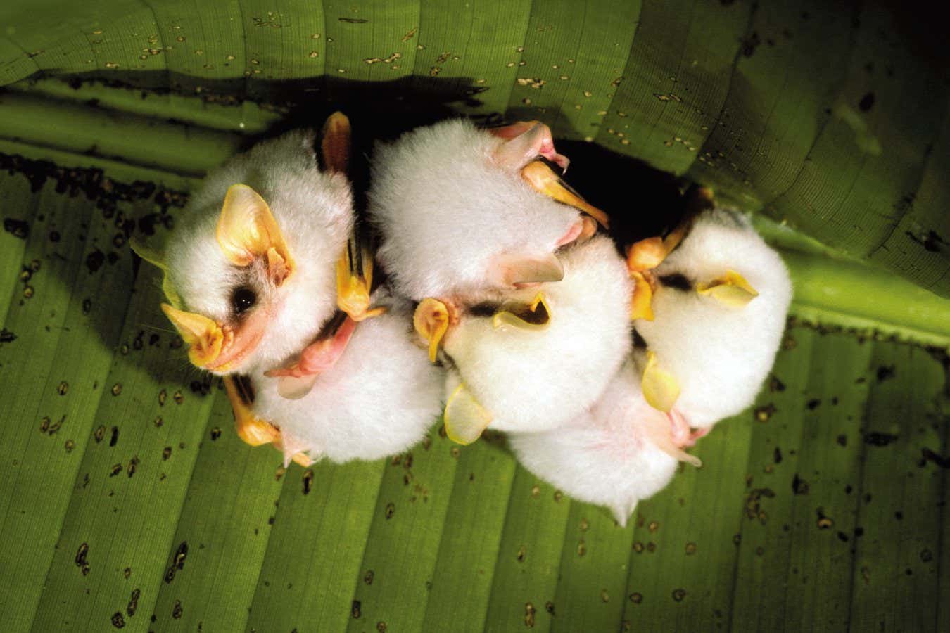 Ectophylla alba THE GENIUS BAT_010_Photo Credit Merlin Tuttle